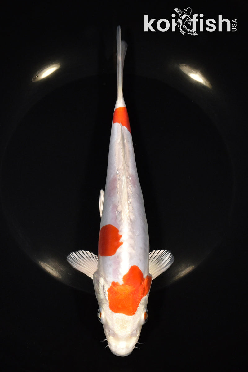 8.25" KIKUSUI