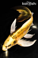 11" KIN KIKOKURYU BUTTERFLY