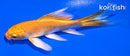 4" YAMABUKI OGON BUTTERFLY