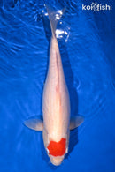 15" TANCHO KOHAKU