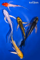 PACK OF (5) 4-5.5" BUTTERFLY KOI