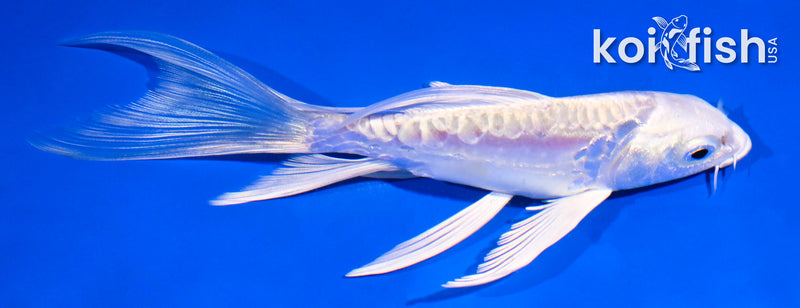 5" DOITSU PLATINUM OGON BUTTERFLY