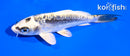 5" KIN KIKOKURYU