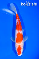7" KOHAKU