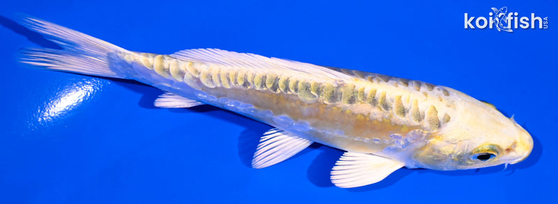 5.5" ARAGOKE KI MATSUBA