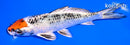 5.75" YAMATO NISHIKI