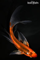 5.75" HI ASAGI BUTTERFLY