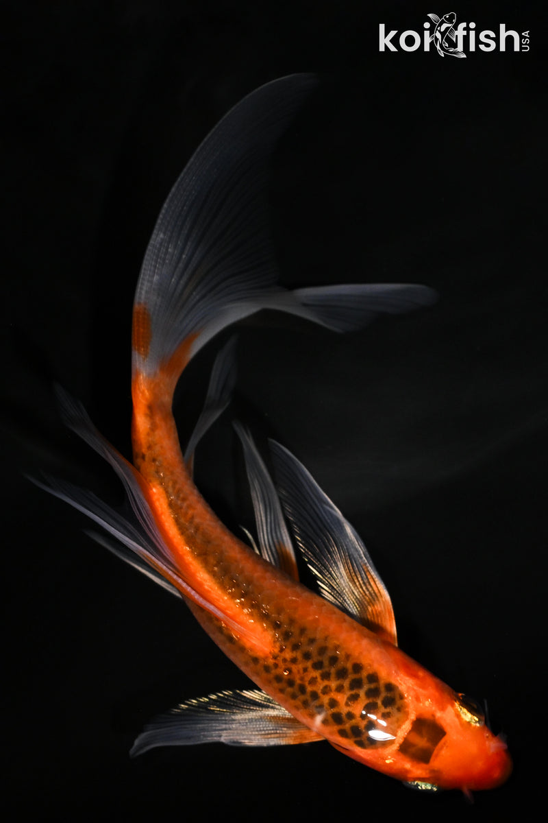 5.75" HI ASAGI BUTTERFLY