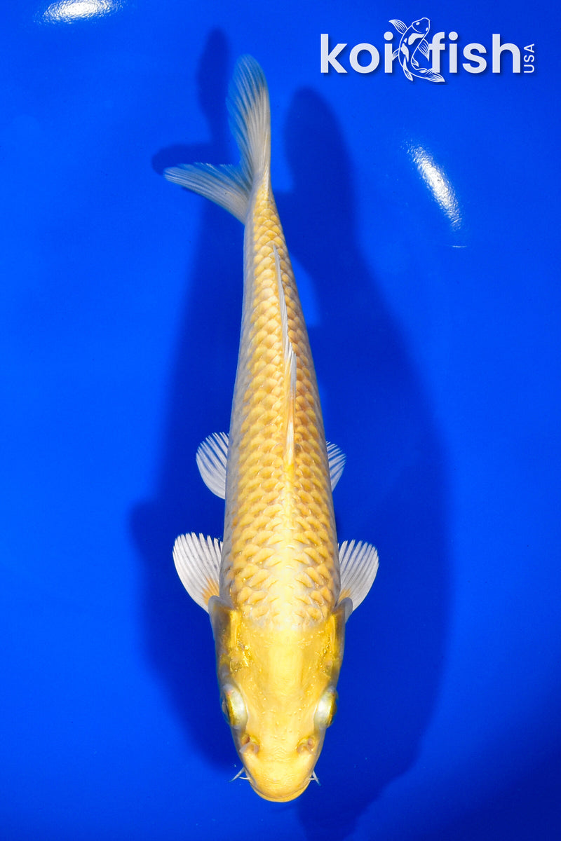 7.75" YAMABUKI OGON