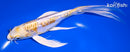 7.75" ARAGOKE LEMON HARIWAKE BUTTERFLY