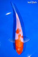 6.75" KOHAKU
