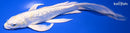 8.75" GINRIN LEMON HARIWAKE BUTTERFLY