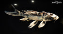 11.25" ARAGOKE KIKOKURYU BUTTERFLY