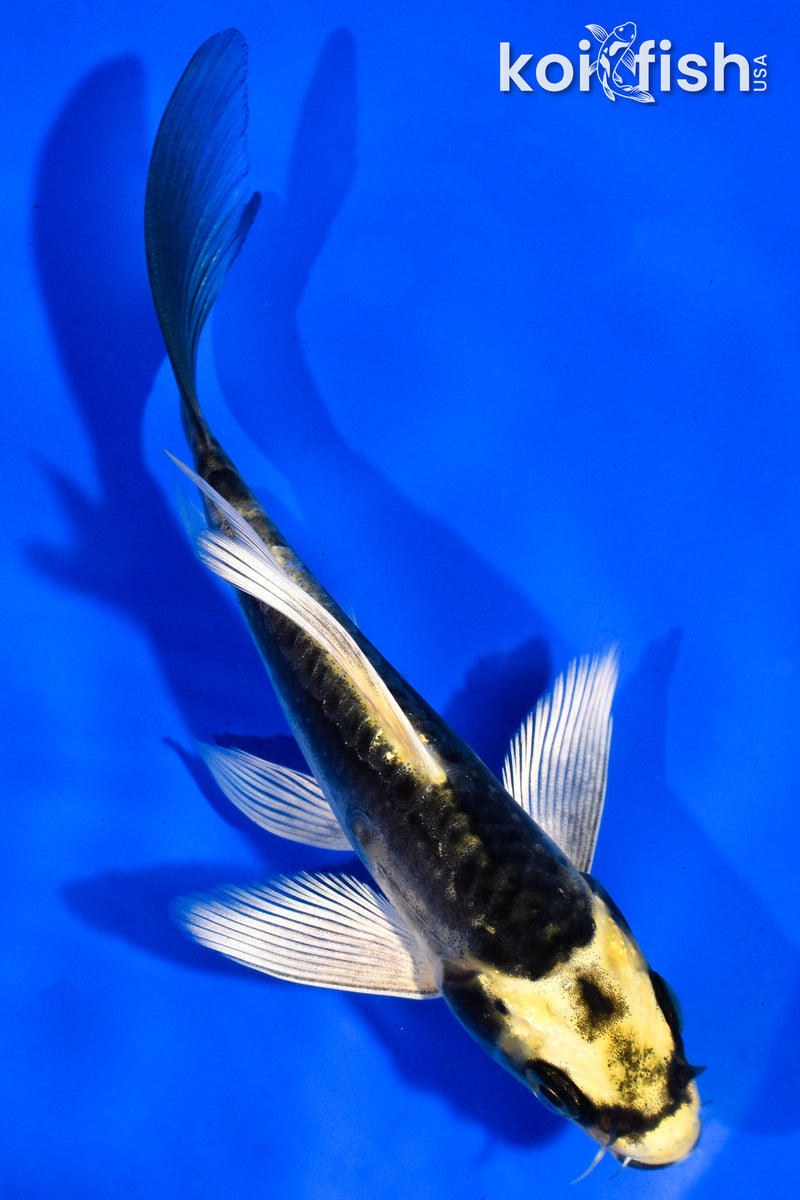 5" KIN KIKOKURYU BUTTERFLY