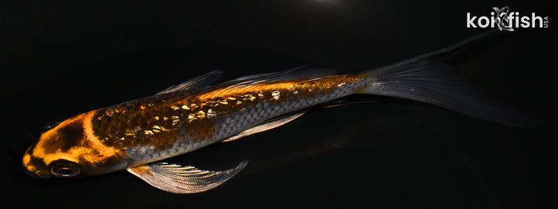 5.5" GINRIN BENI GINGA BUTTERFLY