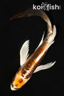 5.5" BENI KIKOKURYU BUTTERFLY