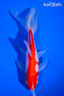 6.75" SARASA WATONAI GOLDFISH