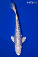 6.25" DOITSU PLATINUM OGON