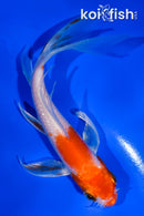 5.5" HARIWAKE BUTTERFLY