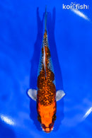 5.5" GINRIN BENI GINGA