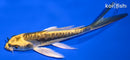 5.25" KIN KIKOKURYU BUTTERFLY