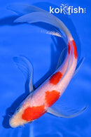 6.5" KOHAKU BUTTERFLY