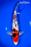 10.25" SANKE