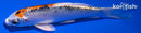 4.5" YAMATO NISHIKI