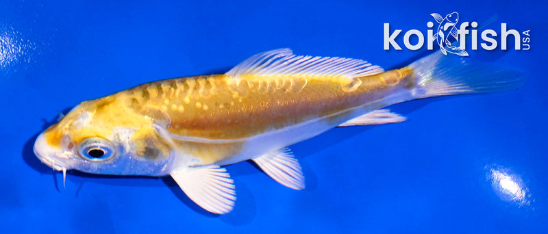 4.5" DOITSU LEMON HARIWAKE