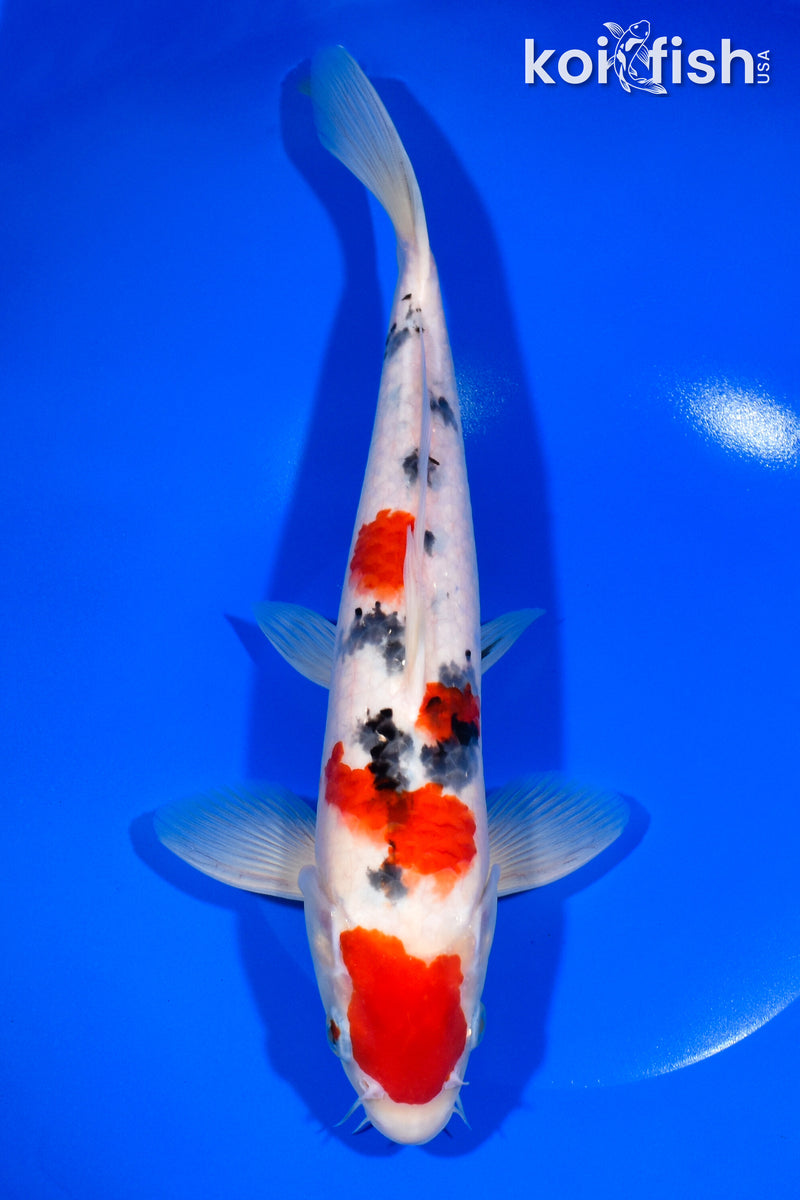 11.5" SANKE