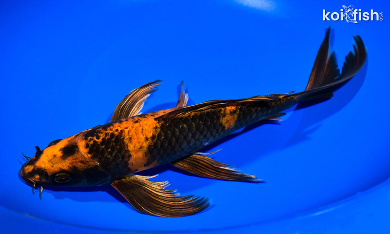 9.75" HI UTSURI BUTTERFLY
