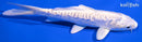 6" DOITSU PLATINUM OGON