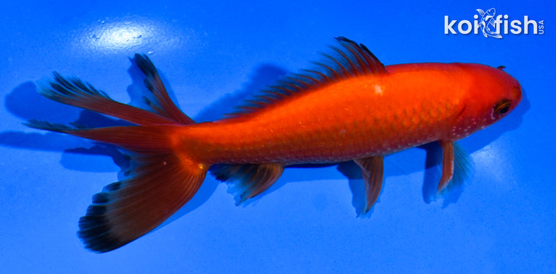 5.5" WAKIN GOLDFISH