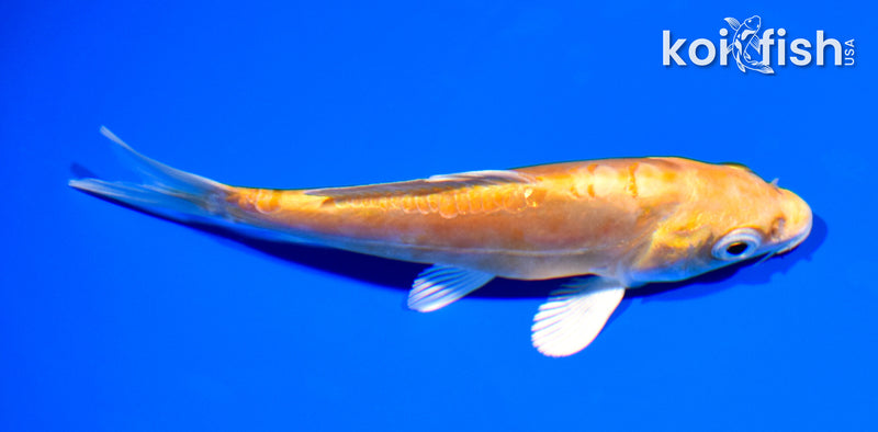 4.75" DOITSU YAMABUKI OGON
