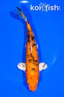 7.25" GINRIN YAMATO NISHIKI