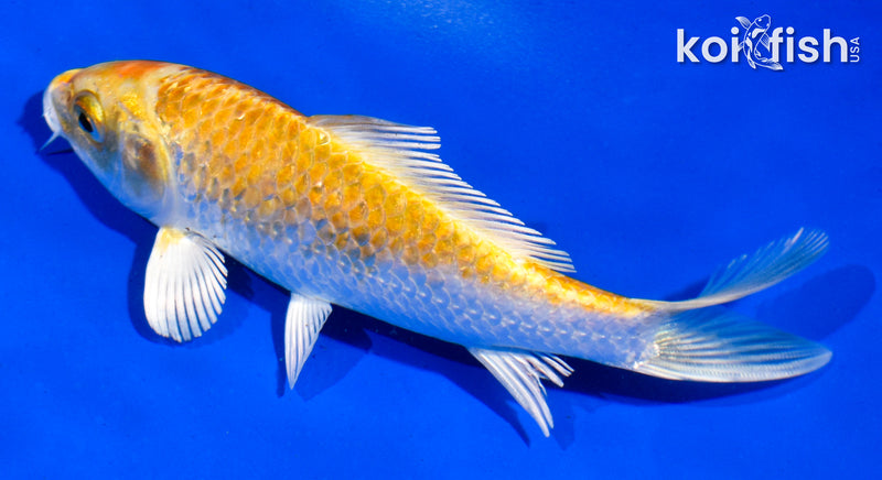 5" HARIWAKE