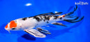 9.25" YAMATO NISHIKI BUTTERFLY
