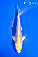 5" DOITSU YAMABUKI OGON