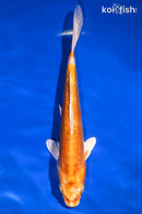 9.25" KIKUSUI
