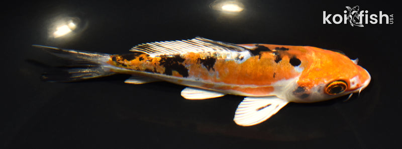 6" HEISEI NISHIKI
