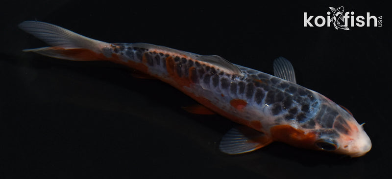 5" ARAGOKE SHUSUI