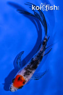 5" TANCHO SHOWA BUTTERFLY