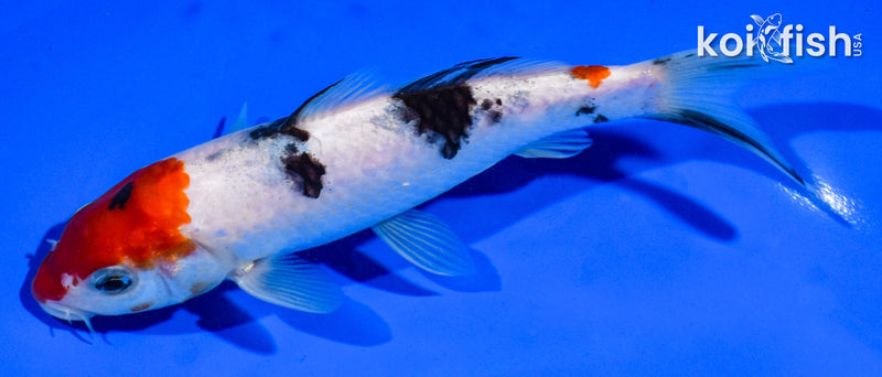 6.5" MARUTEN SANKE