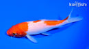 6.25" KOHAKU