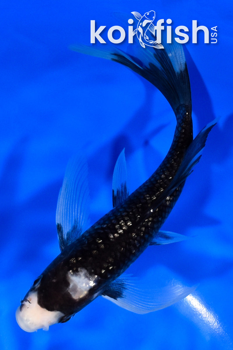 6.75" GINRIN MATSUKAWABAKE BUTTERFLY