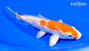 6.75" DOITSU KIKUSUI