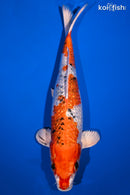 12" GINRIN YAMATO NISHIKI