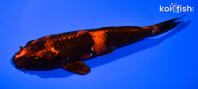 7.5" KIN HI UTSURI