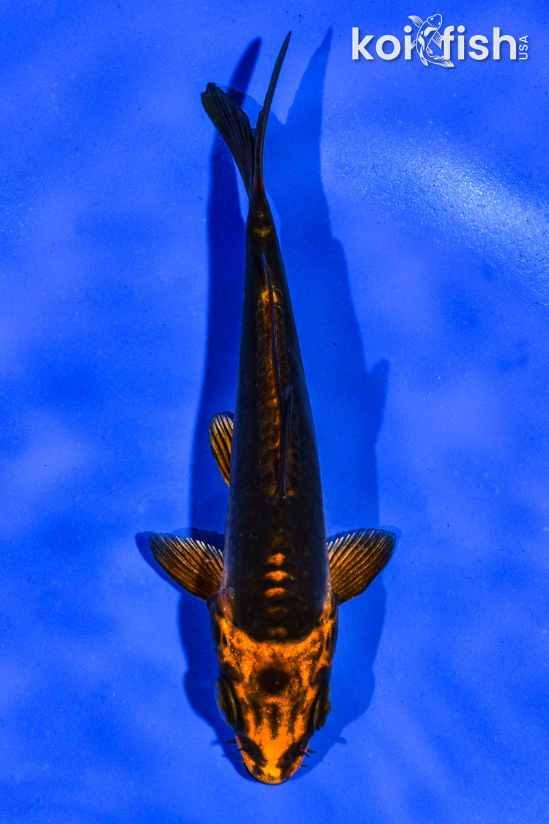 5" BENI KIKOKURYU