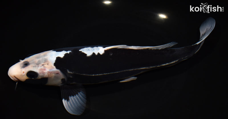 11.5" KUMONRYU